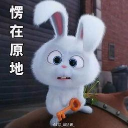 宠爱大机密兔表情包,揭秘兔表情包背后的趣味与温情